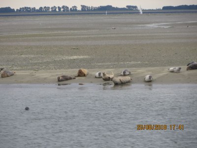 Holiday house Bruinisse 3 - Environment photo 27