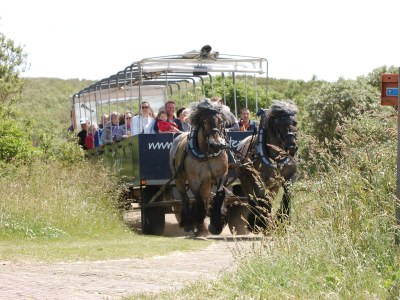 Bungalow de Parel - Environment photo 20