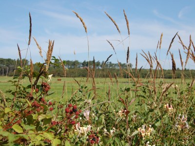 Apartment Motel Texel - Environment photo 14