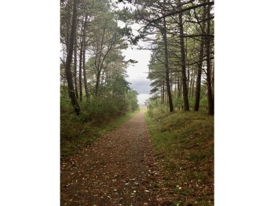 Holiday house "Haus am Brockeswald" - Environment photo 34