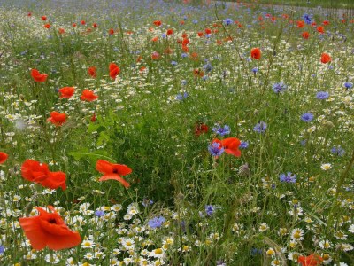 Holiday house Bellana 2 - Environment photo 15