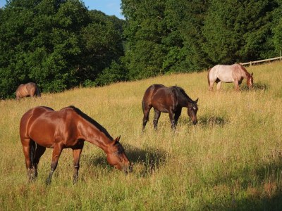 Holiday house Bellana 2 - Environment photo 17