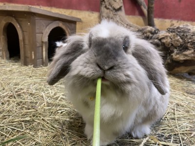 Apartment Landhaus Waldhart - Environment photo 27