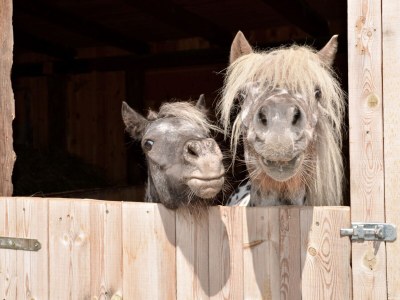 Apartment Landhaus Waldhart - Environment photo 28