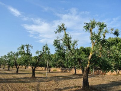 Holiday house Villetti Trullissimo Marchese - Environment photo 24