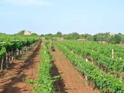 Holiday house Villetti Trullissimo Marchese - Environment photo 26