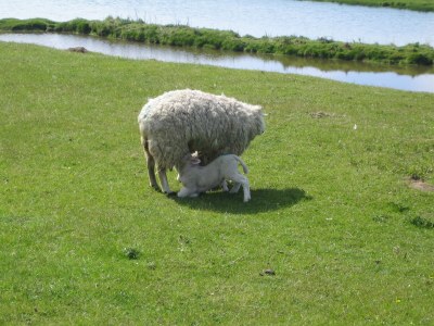 Holiday apartment Pellworm in Haus Halligblick - Environment photo 33