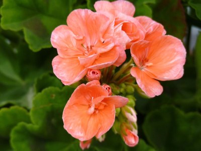 Holiday apartment Panorama Holiday Apartment - Weinmesserhof - Outdoor photo 6