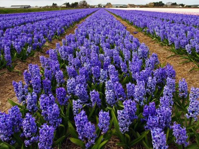 Holiday house Tulp & Zee - Environment photo 22