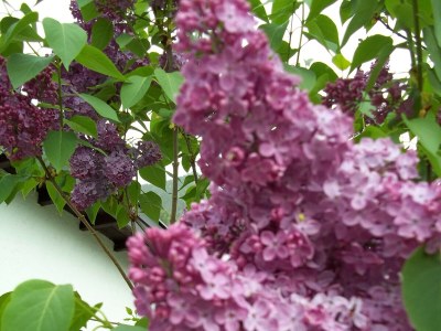 Holiday house Irger - Environment photo 20