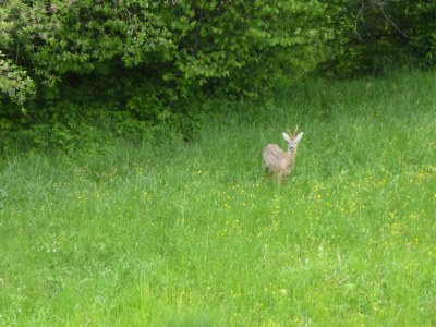 Holiday house Michaela für Naturliebhaber - Environment photo 22