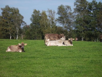Holiday house Michaela für Naturliebhaber - Environment photo 29