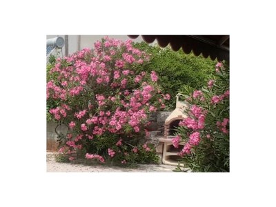 Holiday apartment Casa Croatia 2 - Outdoor photo 9