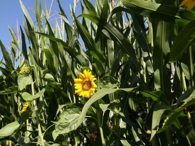 Holiday apartment Pirchner - Outdoor photo 14