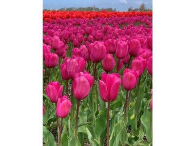 Apartment Residentie De Schelde 601 - Environment photo 28