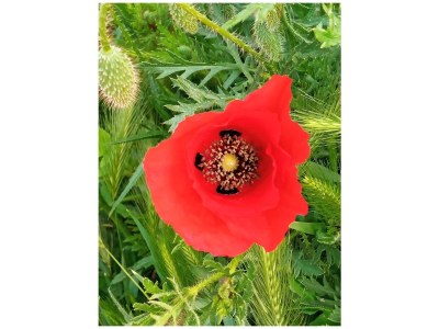 Holiday apartment Arztmann-Nussbaum Cottage - Outdoor photo 11