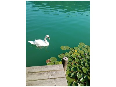 Holiday apartment Arztmann-Nussbaum Cottage - Outdoor photo 12