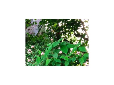 Holiday apartment Arztmann-Nussbaum Cottage - Outdoor photo 13