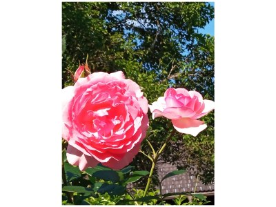 Holiday apartment Arztmann-Nussbaum Cottage - Outdoor photo 16