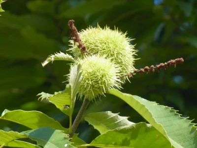 Holiday apartment Pfaelzerleben (Palatinate experience) - Environment photo 17