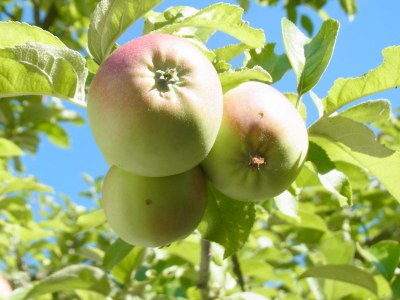 Holiday apartment Pfaelzerleben (Palatinate experience) - Environment photo 18