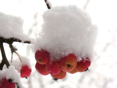 Holiday apartment Pfaelzerleben (Palatinate experience) - Environment photo 20