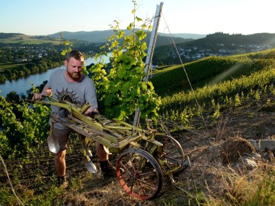 Holiday apartment Moselperle 1 Vineyard - Environment photo 26