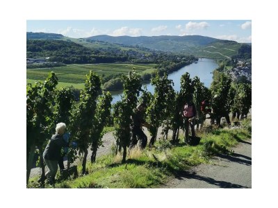 Holiday apartment Moselperle 1 Vineyard - Environment photo 27