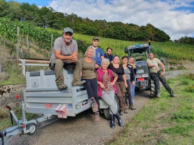 Holiday apartment Moselperle 1 Vineyard - Environment photo 28