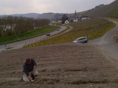 Holiday apartment Moselperle 1 Vineyard - Environment photo 29