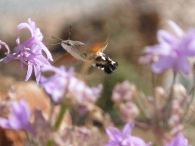 Villa Tara - Environment photo 40