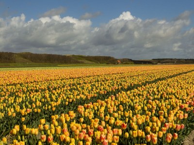 Holiday apartment Duinerei C001 - Environment photo 14