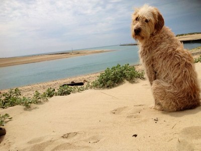 Holiday house La Bergerie - Environment photo 15