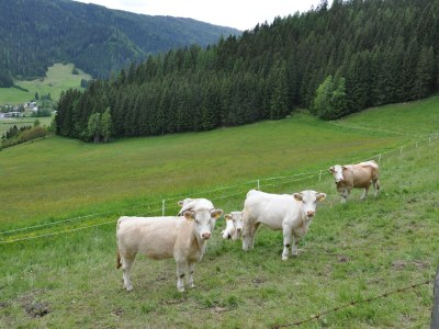 Holiday house old farmer house - Environment photo 40