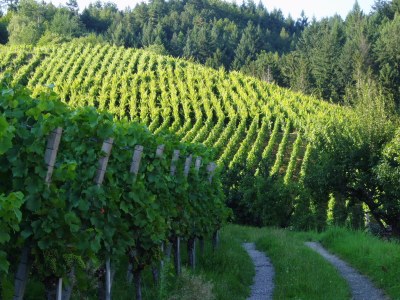 Holiday apartment Holiday farm Mayer - Apartment 2 - Environment photo 27