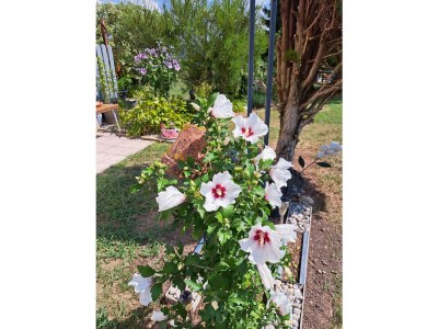 Holiday apartment Josephine am Klopeinersee - Outdoor photo 14