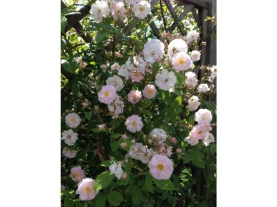 Holiday house Jacobsen. - Document photo 45