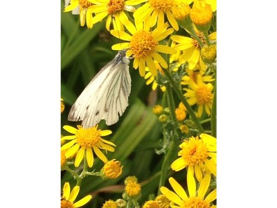 Holiday house Jacobsen. - Document photo 46