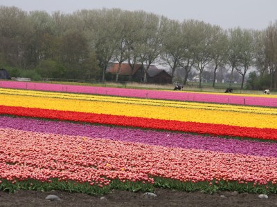 Holiday house Along the North Holland Canal - Environment photo 24