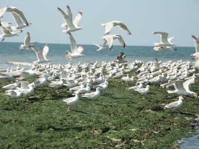 Holiday house Along the North Holland Canal - Environment photo 28