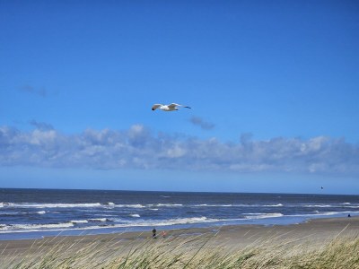 Holiday house Along the North Holland Canal - Environment photo 35