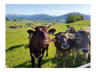 Holiday apartment Wiesenblick - the Herb family. - Features photo 29