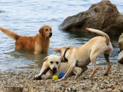 Holiday house Džidara - Environment photo 19